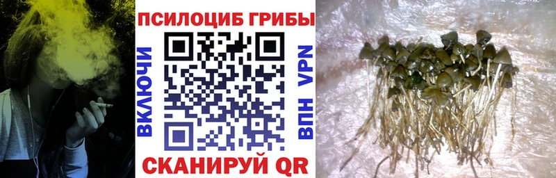 Купить где  Нестеровская  Псилоцибиновые грибы Psilocybe 